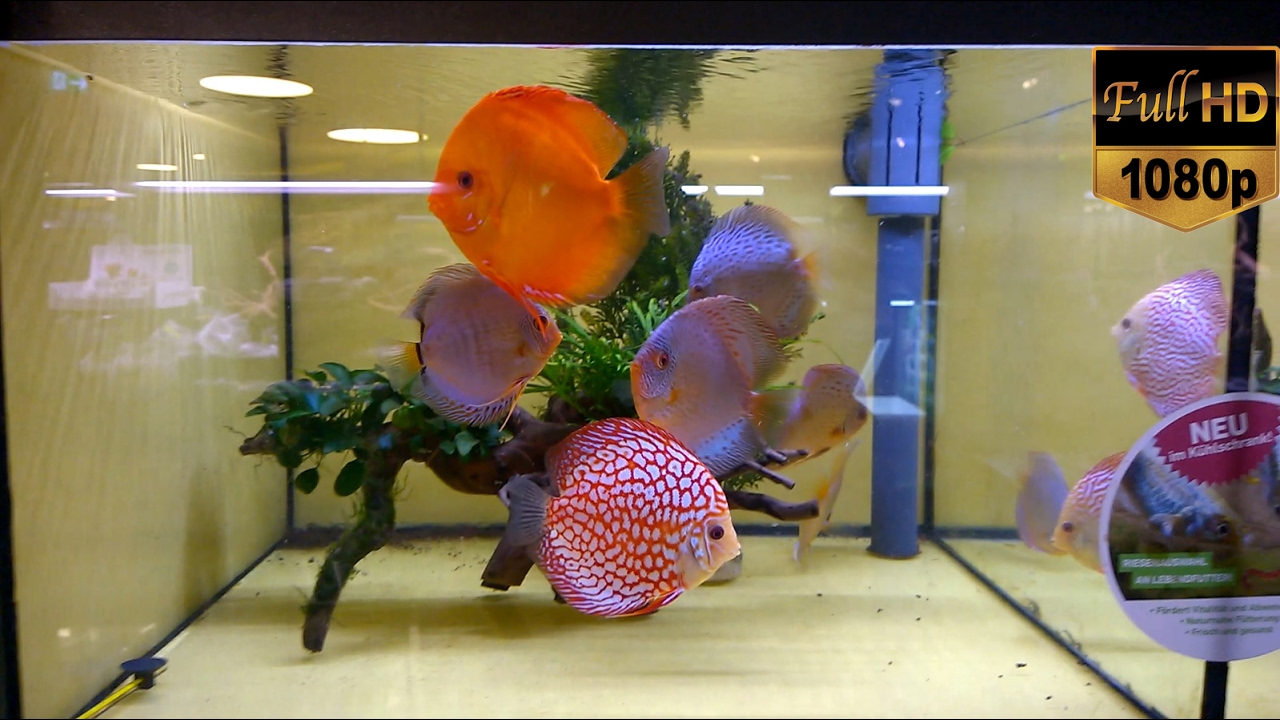 Fish Tanks Aquariums Freshwater Saltwater Beautiful Planted Images, Photos, Reviews