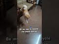Green Paw initiative #gogreen #recycle #dogsofyoutube #cute #pets #fyp #trendingshorts #funny #india