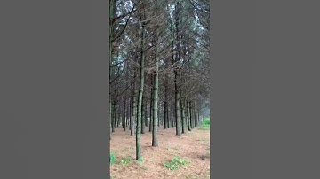 Pine 🌲 Plantation #pine #nature