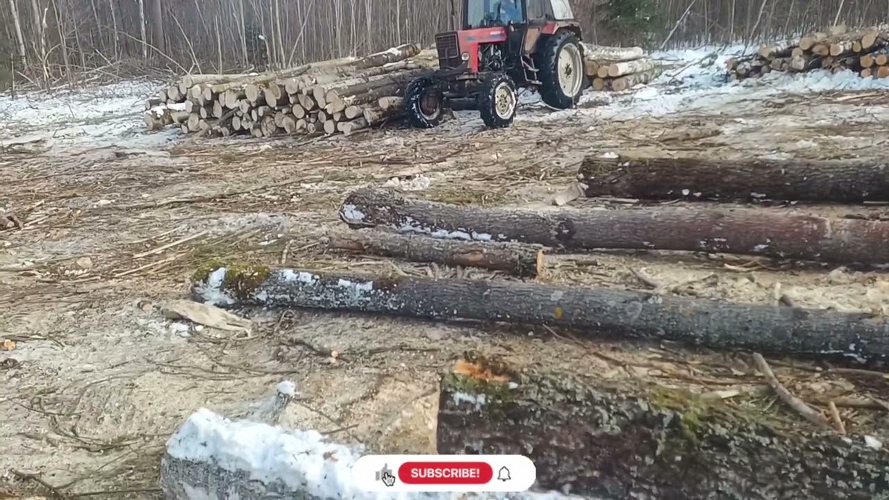 Нова ділянка 🪚 День 8 (майже все)#ліс #робота #щоденникроботи #щоденник 