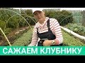 ТАКАЯ ПРОЖОРЛИВАЯ КЛУБНИКА. Не жалейте удобрения после плодоношения!!