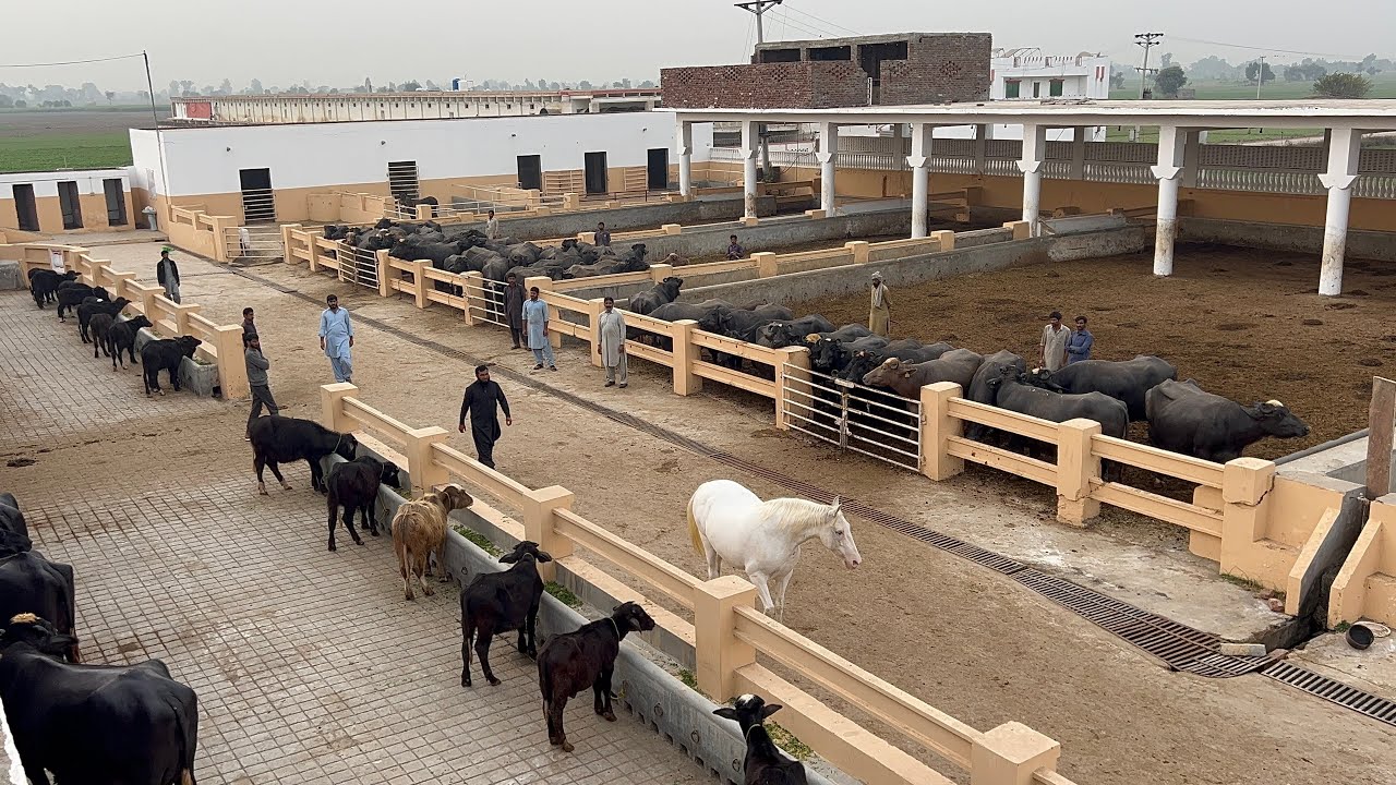 Pakistan Modern Buffalo Dairy Farm  #buffalo #farming #vlog 
