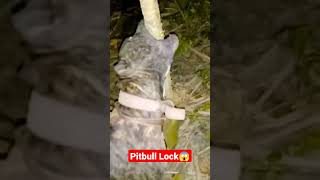 What Pitbull Locked Tree In Its Jaw Unimaginable Aggression And Strength