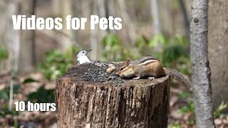Chipmunks, Nuthatches, Squirrels and Forest Friends  10 Hour Cat TV for Pets   May 15, 2024