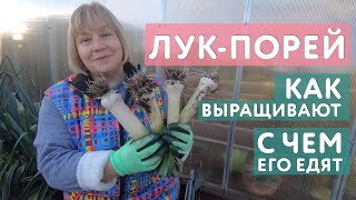 Лук-порей: как выращивают и с чем его вообще едят. Всё что нужно знать садоводу о луке-порее.