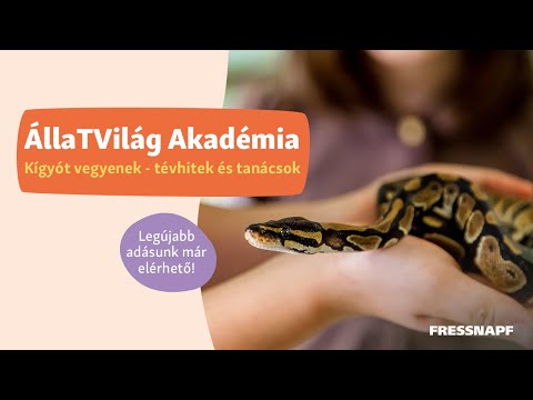 Videó: Kisállat kígyók, amelyekre nem kell rágcsálók táplálására