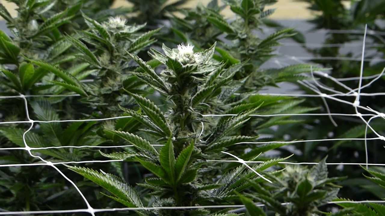 AN vs Heavy 16 Additive Shootout - Day 37 - Site B SFVOG 2nd Leg