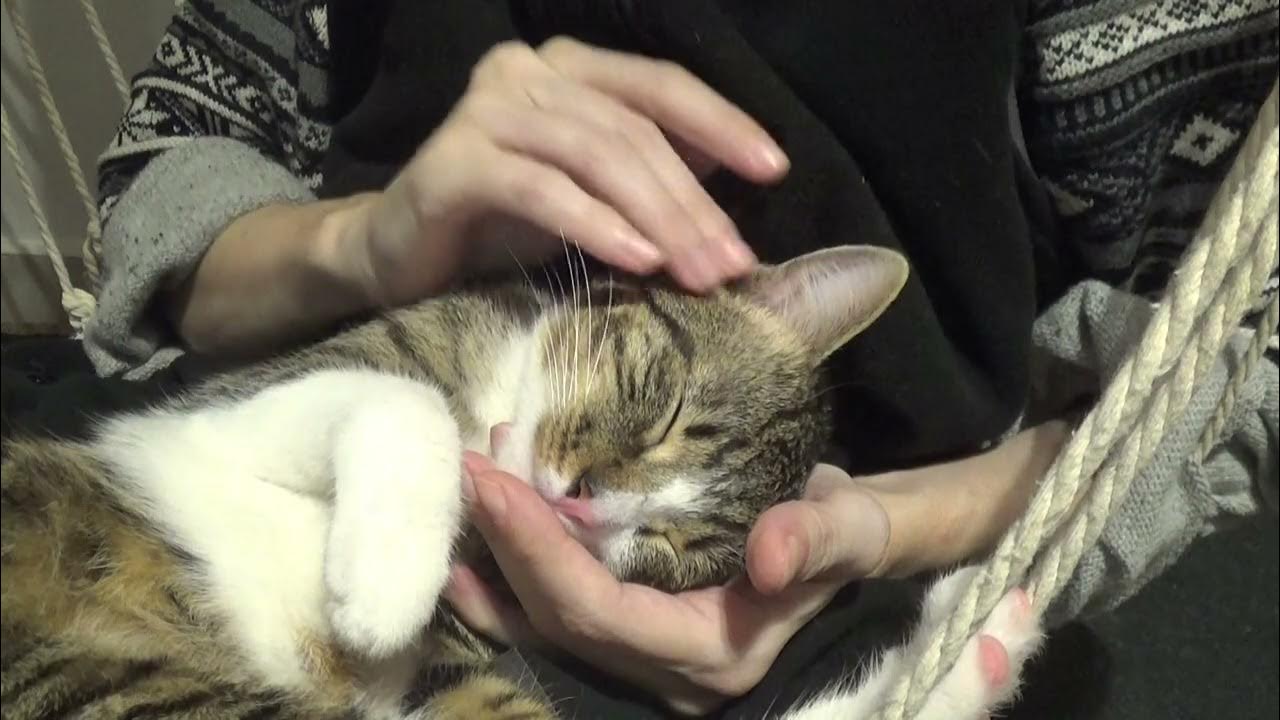 Purring Cat Loves to Sleep in My Arms YouTube