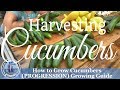 How to grow Cucumbers (PROGRESSION) Growing Guide - How to Harvest Cucumbers