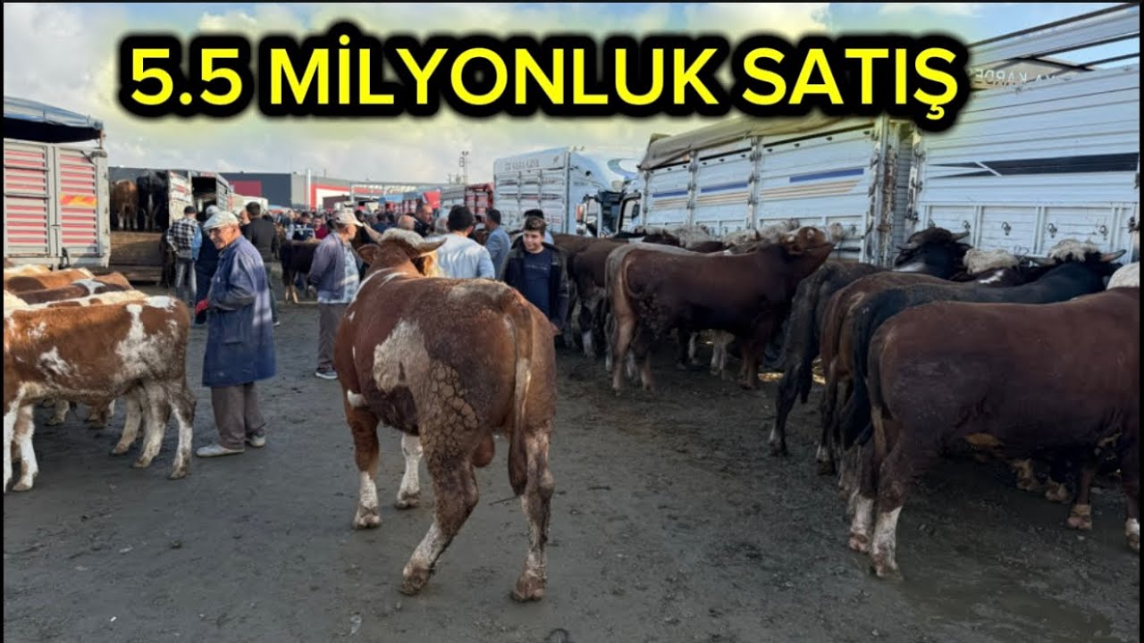 30 EYLÜL KIRIKKALE HAYVAN PAZARI 