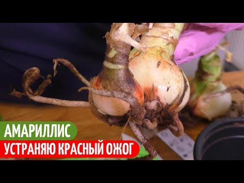 Видео: Гниют луковицы амариллиса: почему мои луковицы амариллиса гниют