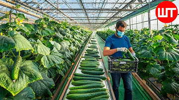 Growing Cucumbers in a Greenhouse | Modern Agriculture Technology