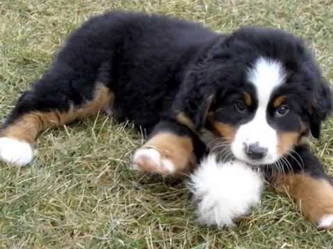 baby bernese