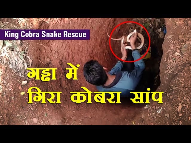 गड्ढा में गिरा कोबरा सांप, फिर देखिए किस तरह उसको बाहर निकाला |  King Cobra Snake Rescue