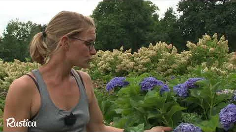 Comment blanchir des hortensias ?