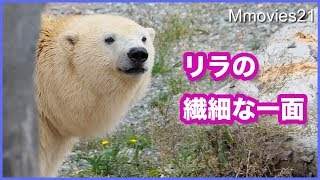 プールに入るか迷うリラ　カラスに突かれる ララの閉園間際ラッコ Polar Bears Life