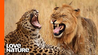 Leopard vs. Lion: A Hunter Becomes the Hunted