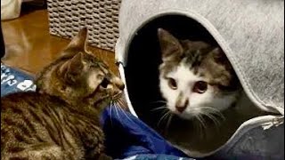 【日常】夜中の暴走！猫のニコくんとココくんの〇〇争奪戦 #cats #ねこのいる生活 by 【SO CUTE】PLUSH FUNNY SHORT MOVIE 65 views 2 months ago 8 minutes, 50 seconds