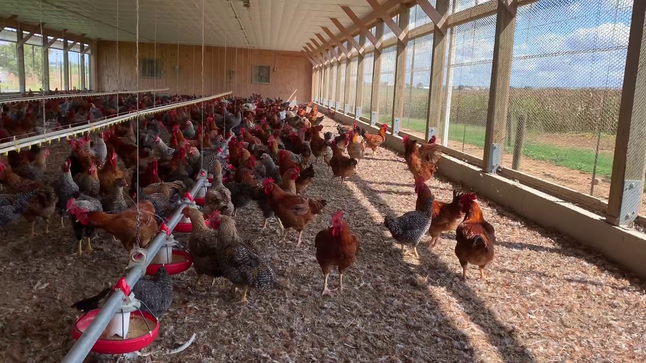 Galpón de pollos en Estados Unidos YouTube