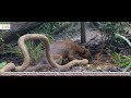 The Fossa is here - New Exhibits in Singapore Zoological Garden