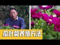 瓜叶菊怎么养开花多？花期前注意这几点很快开爆满盆！【养花的师傅】