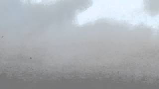 Gulls And A Few Terns Feeding On Aerial Plankton In The Form Flying Ants Brunswick Me Aug23 2015