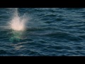 Epic Cliff Diving Off the Italian Coast - Red Bull Cliff Diving World Series 2015