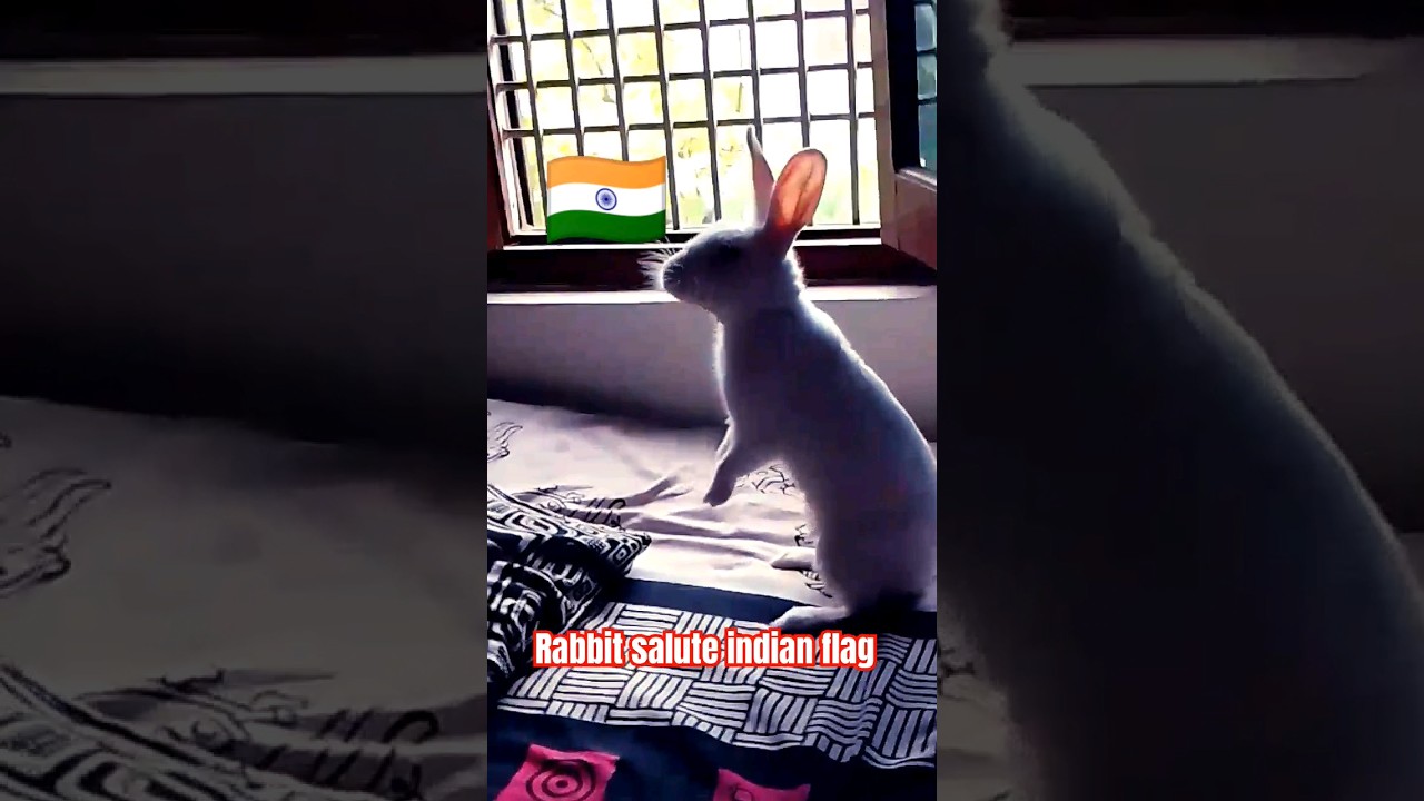 Rabbit salute indian flag  🇮🇳 