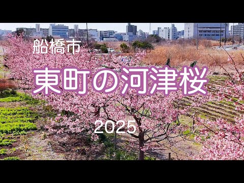 船橋市東町の河津桜 2025  KAWAZU cherry blossoms in Azumacho,Funabashi City,Chiba,Japan