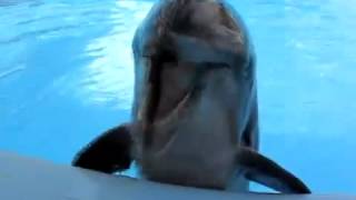 Crazy Laughing Dolphin!