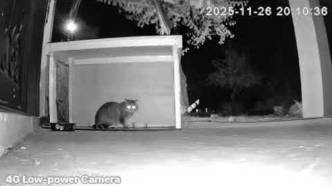 P1 of cat 2 harassment by community at the feeding station 11/26/25