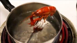 How to Cook a Crayfish (Boiling Technique)