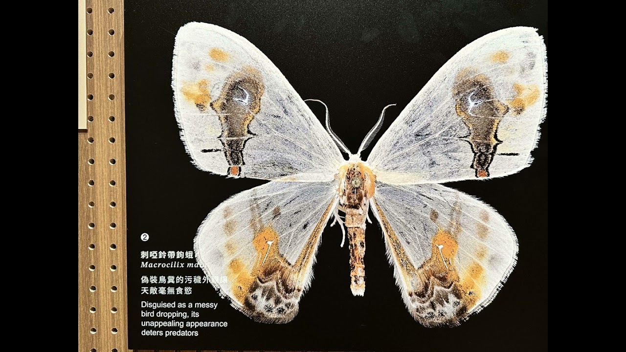 Le Musée national de Taïwan met à l'honneur la diversité et la force des papillons taïwanais