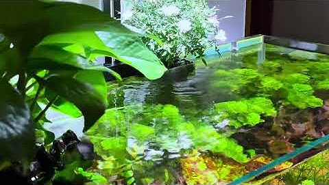 luôn sâu lắng, trong veo #thuysinh #beca #aquarium