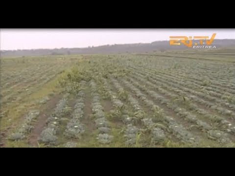 Download ERi-TV: ንኡስ ዞባ እምኒ ሓይሊ - Farming Activities in eMni Haili Sub-zone