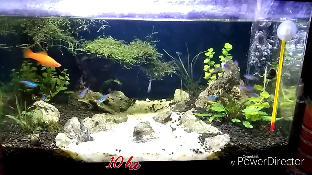 Aquascape water change YouTube
