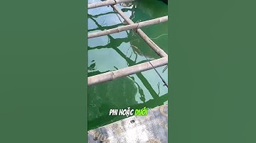 Cách Câu Cá Rìa Bông - Tập 6 | Câu Cá Biển Vũng Tàu ✅ #seafishing #fishing #youtubeshorts #shorts