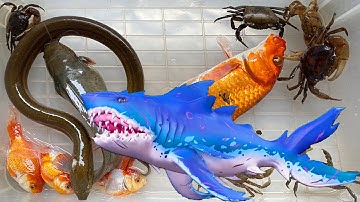 Kem Ốc Chanel gặp thủy quái cá mập đi ăn con mèo, con cua, con cá, con trăn  Cuộc thi bắt cá bất ổn