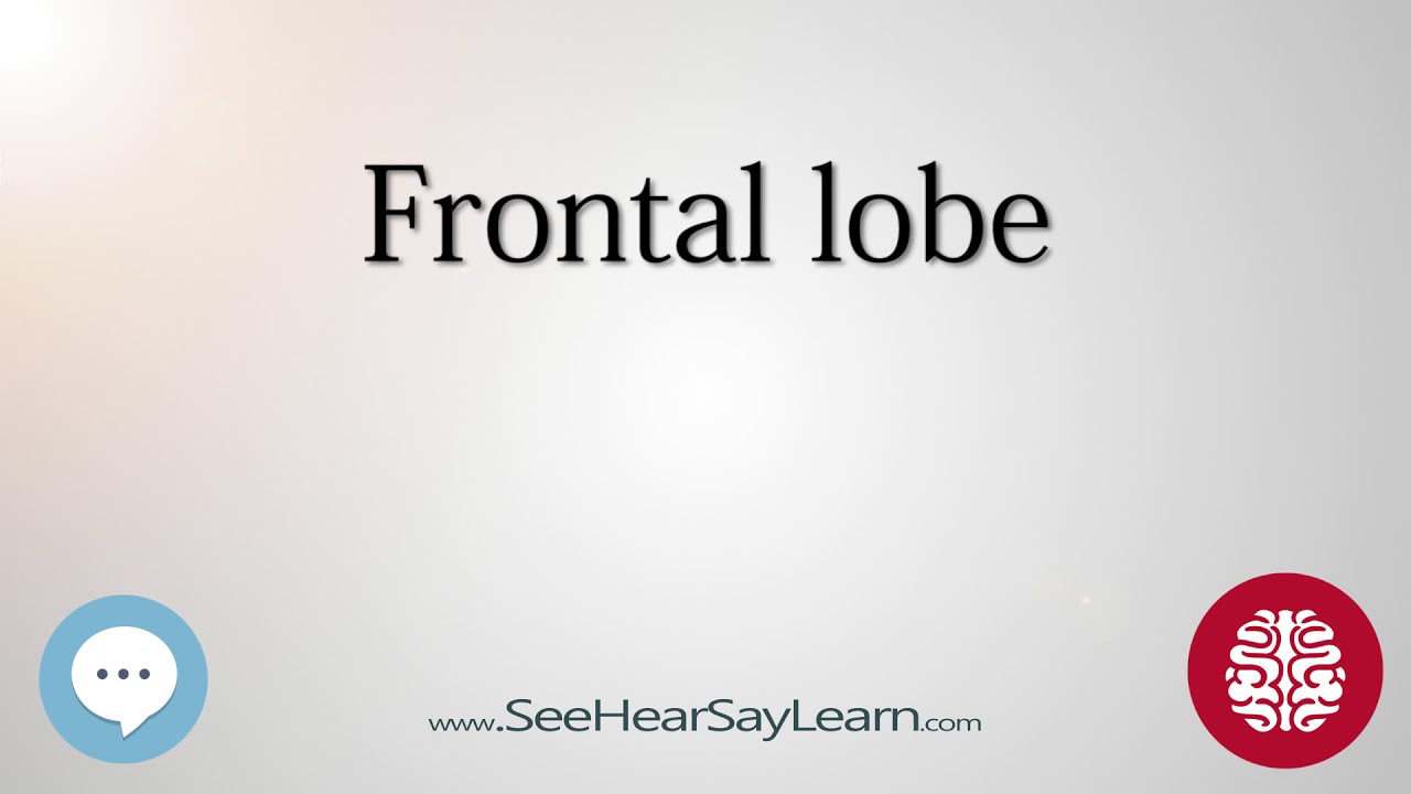 Frontal lobe Anatomy of the Brain SeeHearSayLearn 🔊 - YouTube