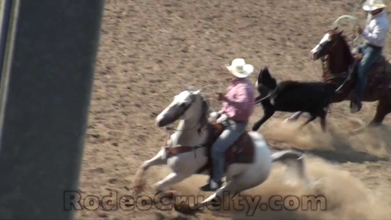 horseshoe bend 2015 Omak Suicide Race and Rodeo Review