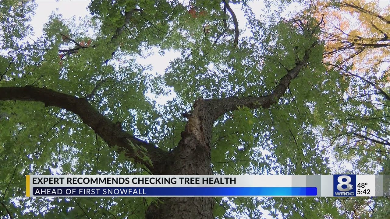 Rochester Arborist: "It's time to give your trees a check-up" - YouTube