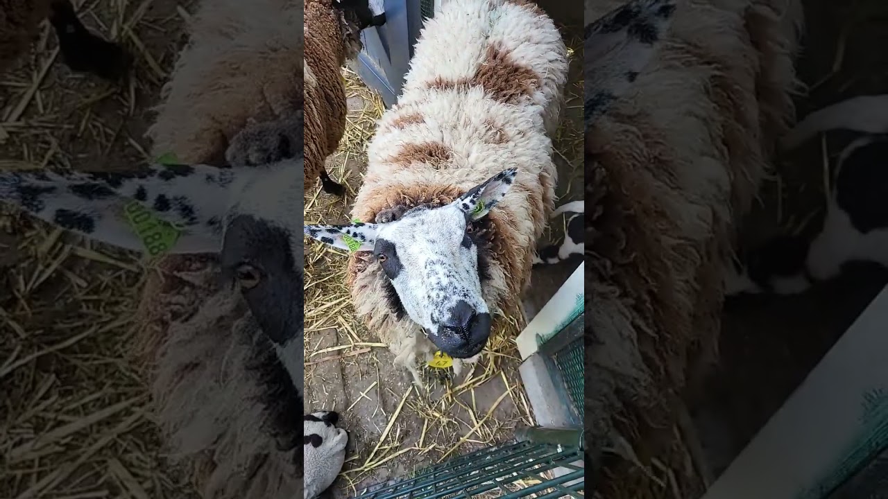 Sheep Shearing Festival. Petting Zoo. Children's Farm. In the Gallery Dire Straits