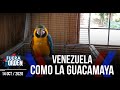 VENEZUELA COMO LA GUACAMAYA | Fuera de Orden | Daniel Lara Farías | FACTORES DE PODER | 1 de 2