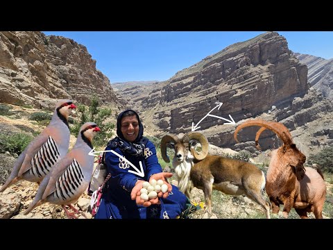 🐐🏔️ Encounter with 50 Persian Ibex in the Zagros | Partridge Nest &amp; Wild Medicinal Herbs 🌿🪺
