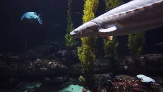 Deep Ocean Aquarium - 4K Version New 2017 Virtual Aquarium Video 2160P