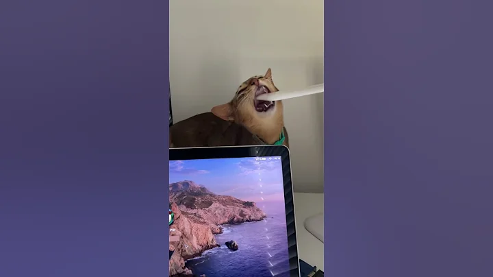 Video 9221121: abyssinian kitten funnycats, abyssinian kitten catlover, cat abyssinian funnycats, abyssinian kitten funny