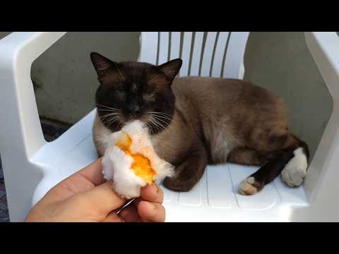 Vídeo: Como Curar Uma úlcera Em Um Gato