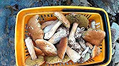 Гриби Карпат