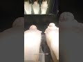 كنز مدفون ٩٥ من اللبنانيين ما بيعرفو  