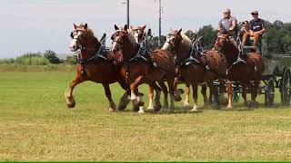 6 Horse Hitch Practice Drive Meyer Belgians